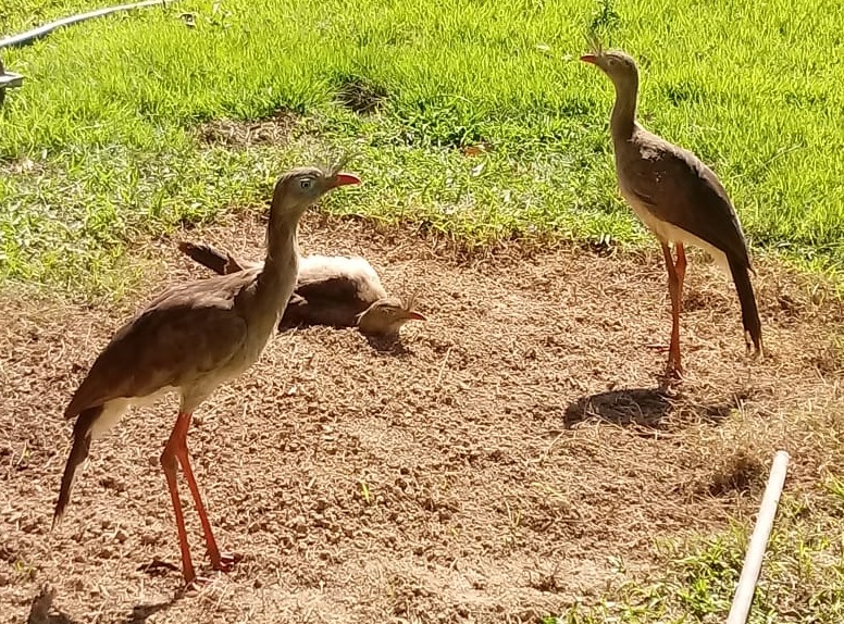 Produtor de Atílio Vivácqua reduz infestação de caramujo-africano com presença de seriemas