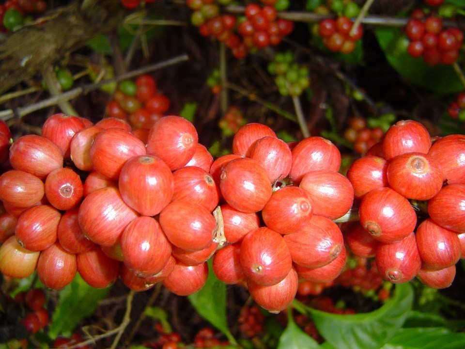 Tecnologias e manejo de conilon: Ecoporanga sediará o 2° Conilon Tec