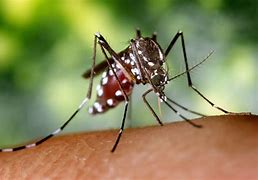 Ivermectina não é eficaz no combate à dengue