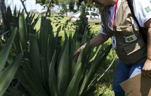 Aumento dos casos de dengue reforça papel dos agentes no combate ao mosquito